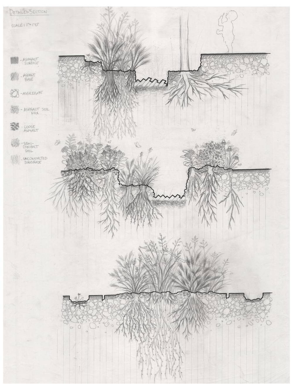 Detail sections of plantings