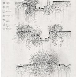 Detail sections of plantings